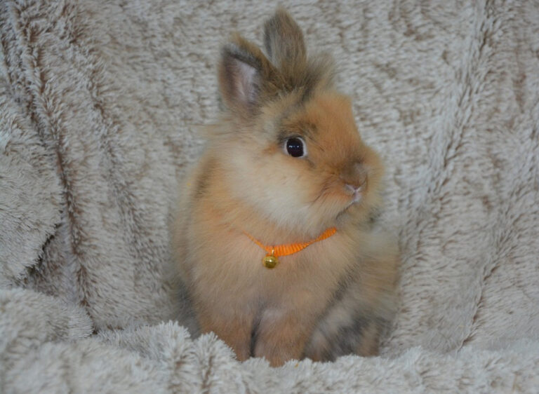 Conjonctivite chez le lapin nain comment la reconnaître et la soigner