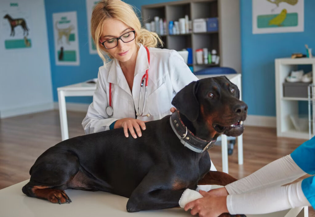 meloxicam chien