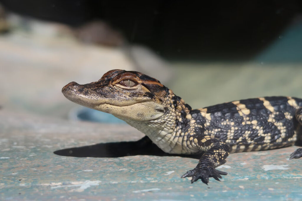 nom bébé crocodile