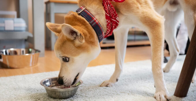 nourriture fraîche chien