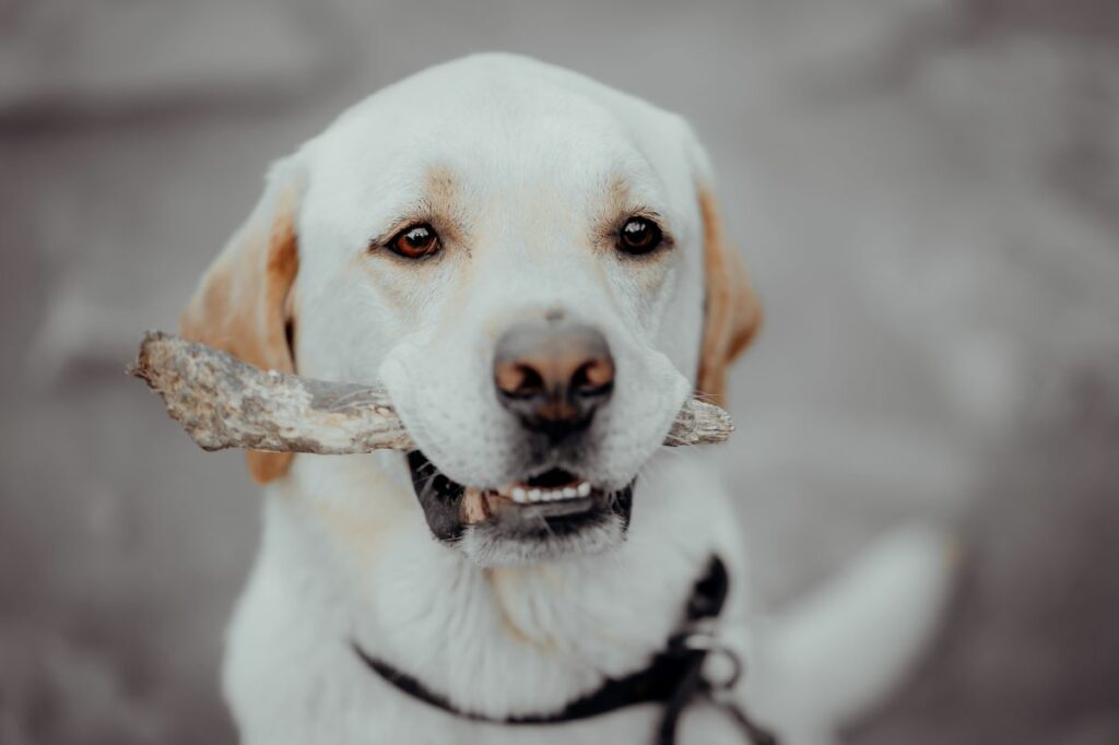 os chien