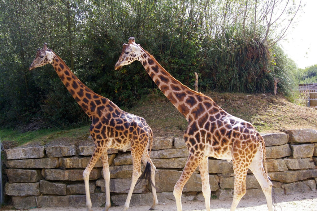 parcs zoologique