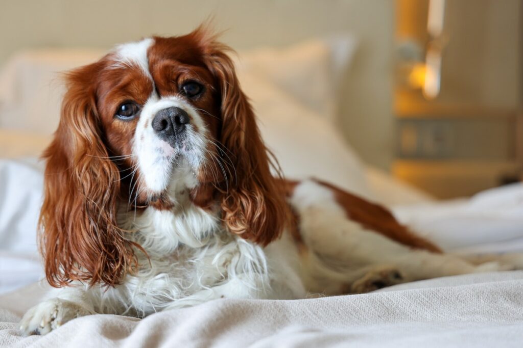 petit chien
