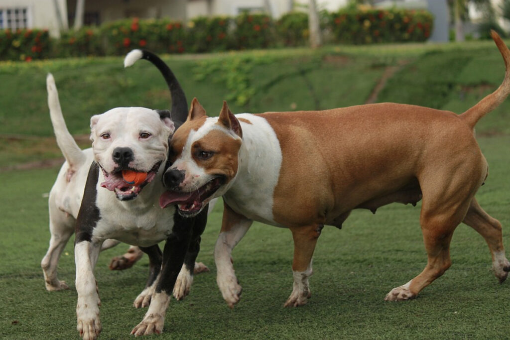 pitbull chien