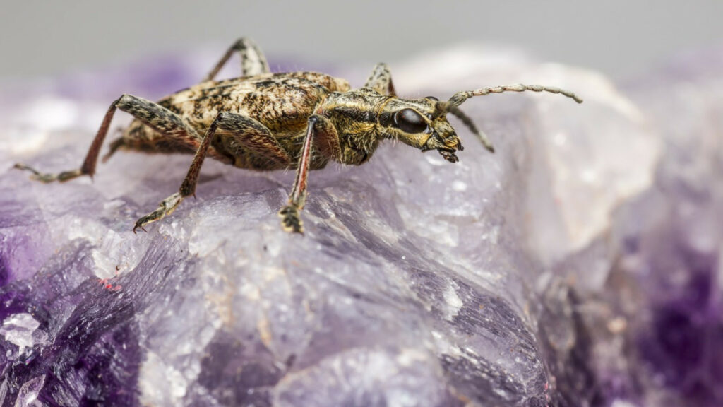 Quels sont les insectes qui mangent le bois ?