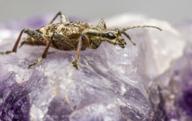 Quels sont les insectes qui mangent le bois ?