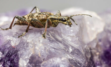 Quels sont les insectes qui mangent le bois ?