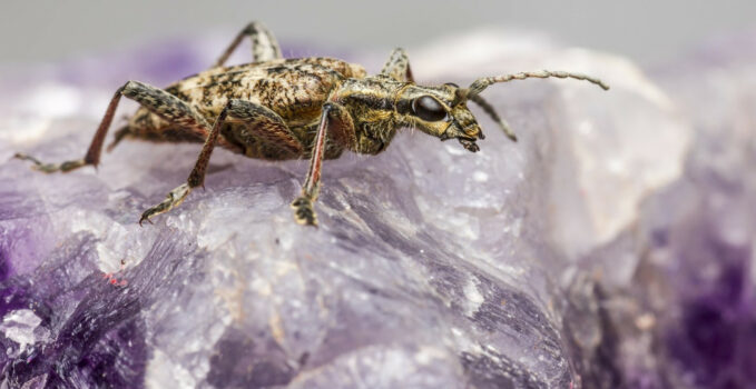 Quels sont les insectes qui mangent le bois ?