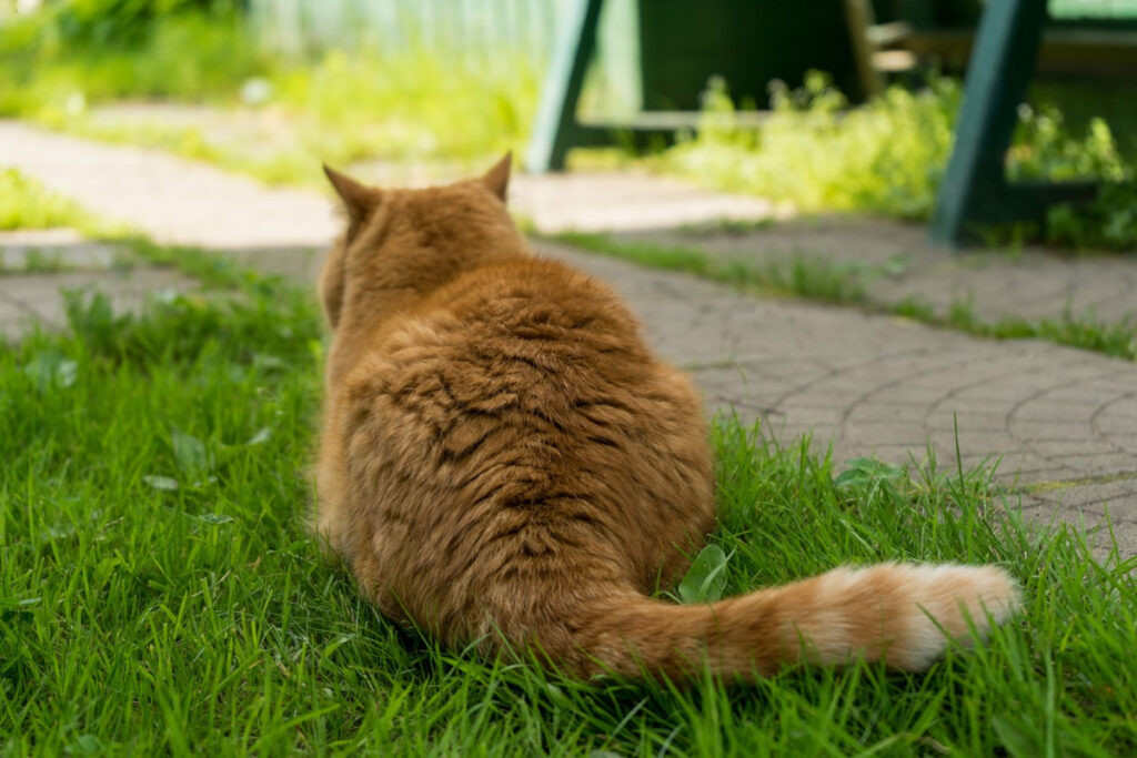 queue du chat