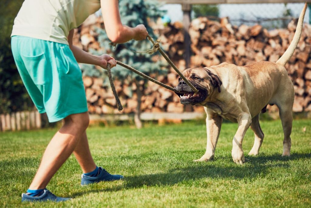 race chien