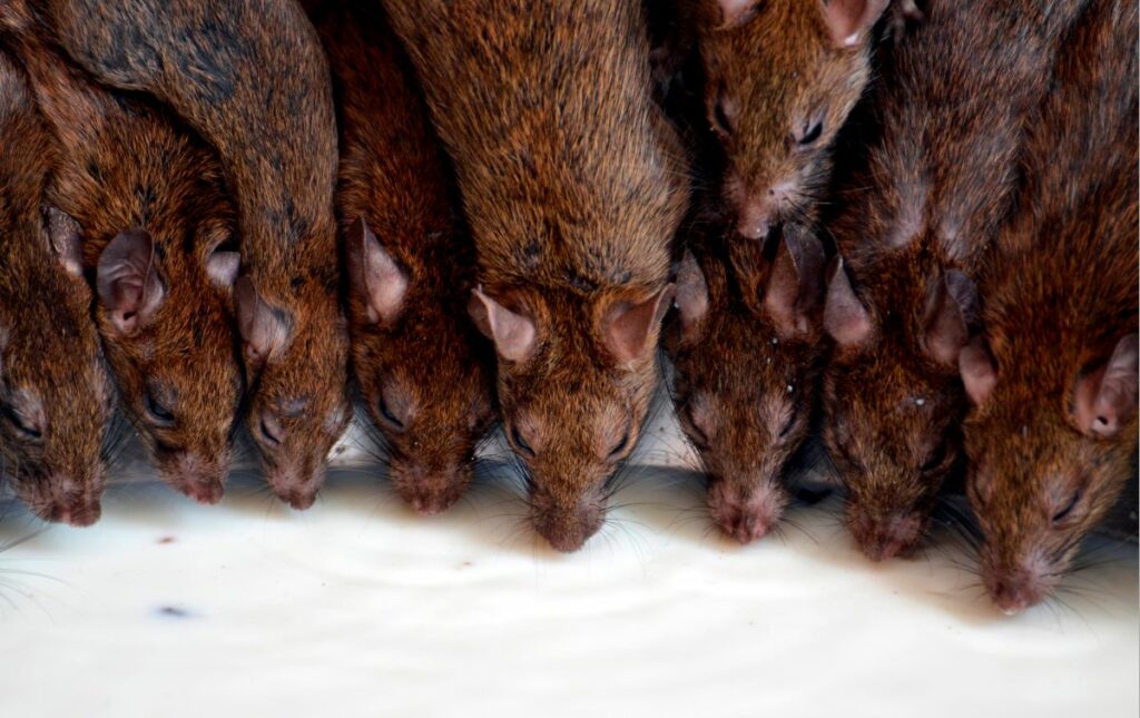 rat hémophile