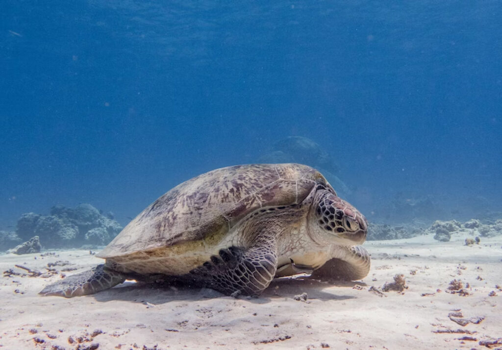 tortue sans carapace