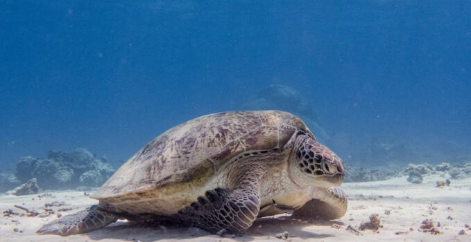 tortue sans carapace