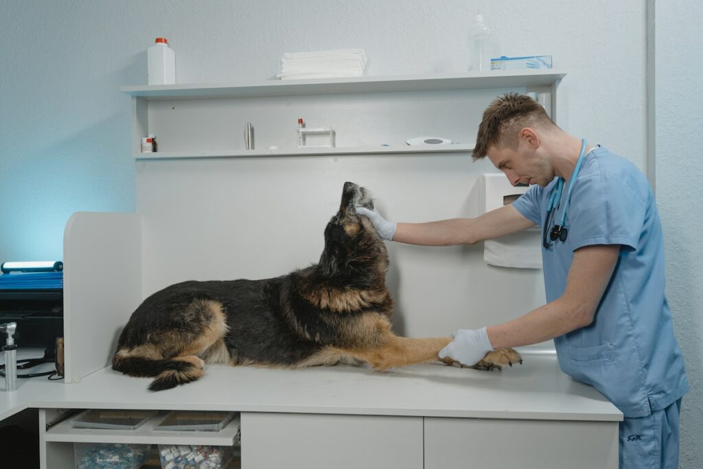 urgence vétérinaire nantes
