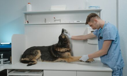urgence vétérinaire nantes