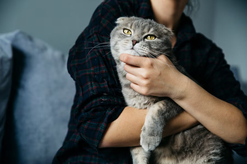 Durée vie chat