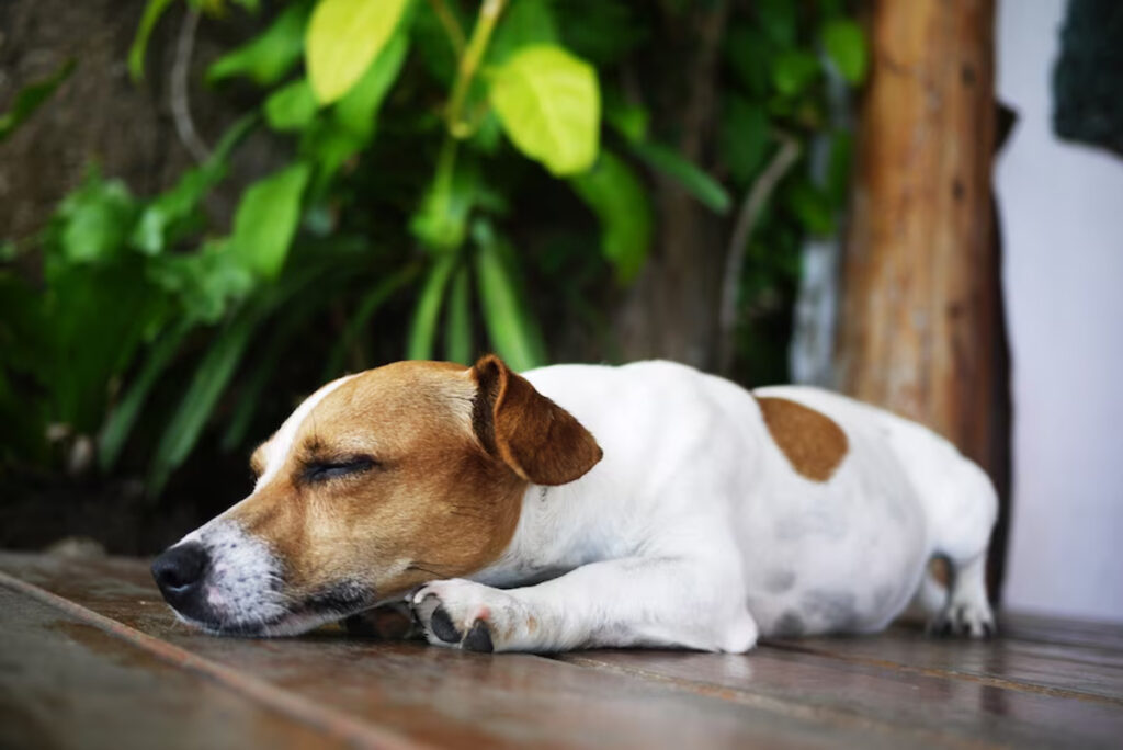 Hématocrite chien