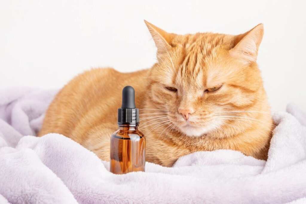 Huile essentielle chat
