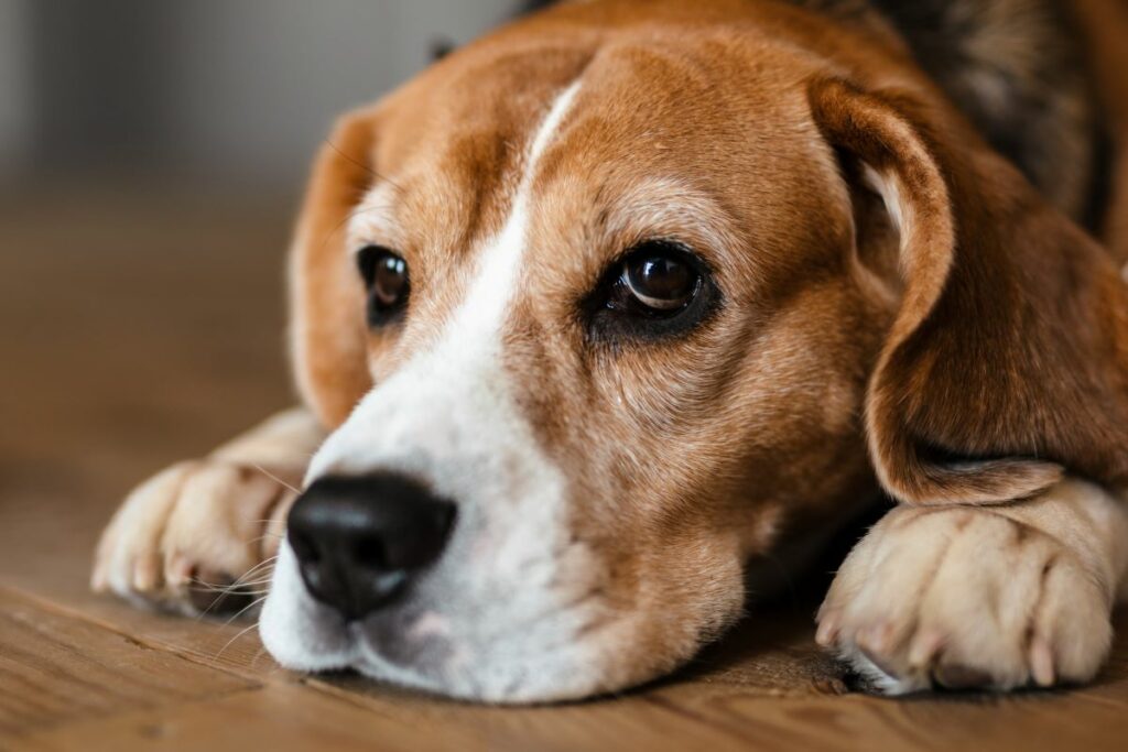 Rythme cardiaque chien