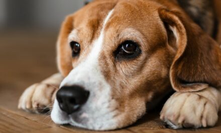 Rythme cardiaque chien