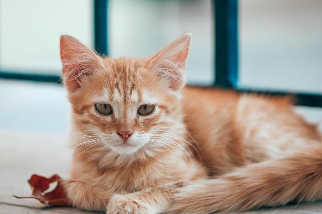 Stérilisation chaton