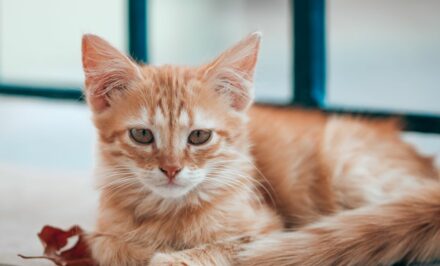Stérilisation chaton