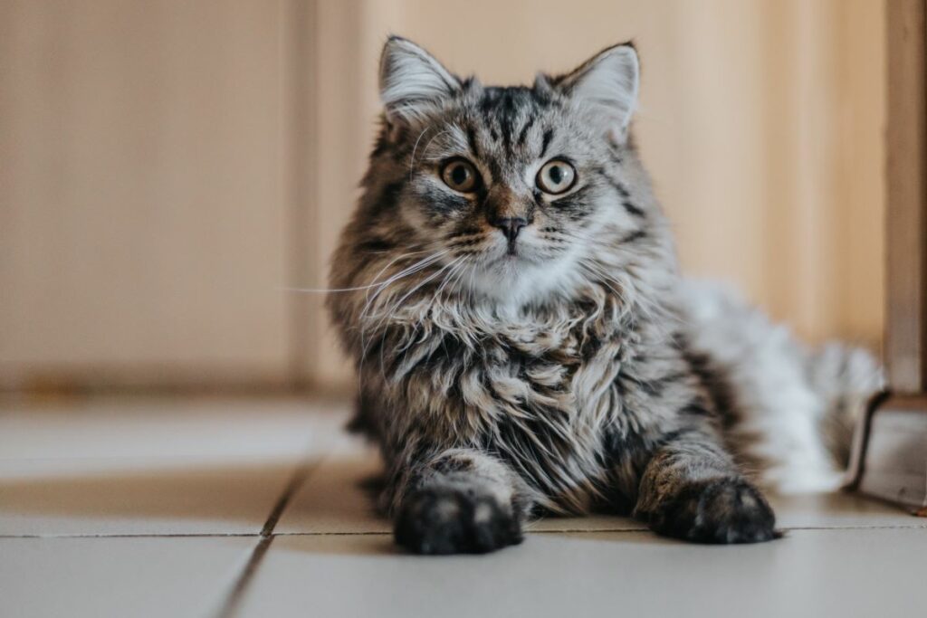 Vomissement chat