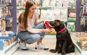 accessoire animaux