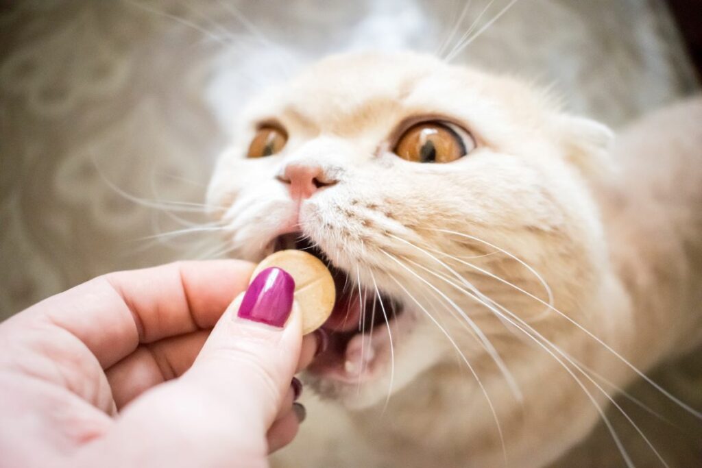 amoxicilline chat