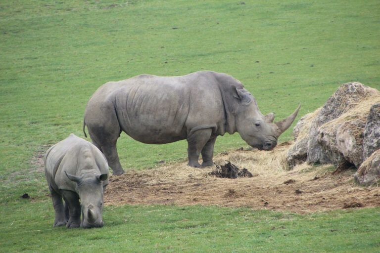 La vitesse du rhinocéros : quel est l'animal le plus rapide