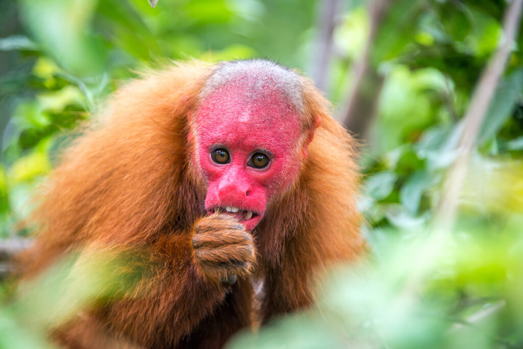 animal uakari