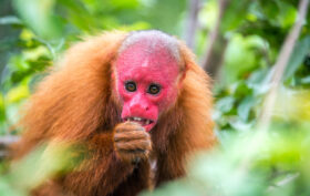 animal uakari