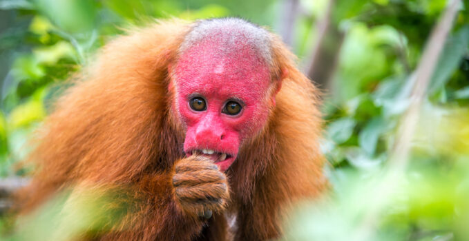 animal uakari