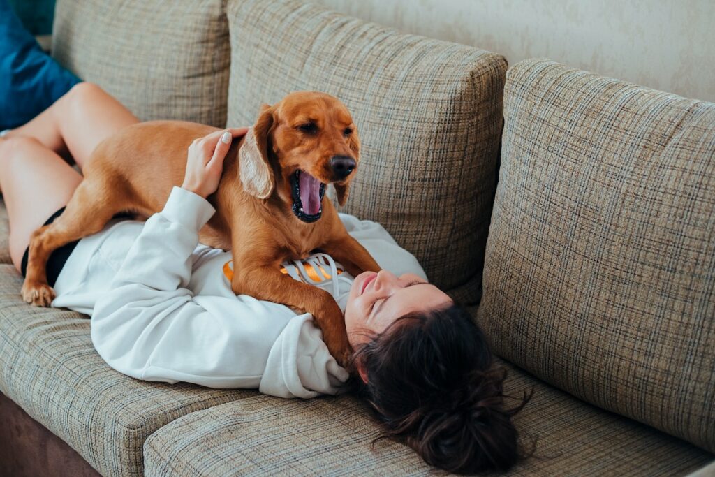 bâillement chien