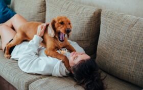 bâillement chien