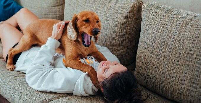 bâillement chien