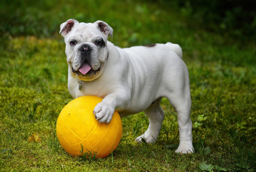 cadeaux chien