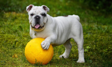 cadeaux chien