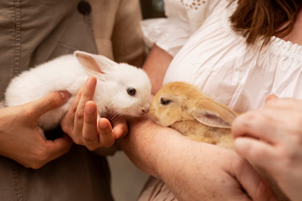 calculer âge lapin
