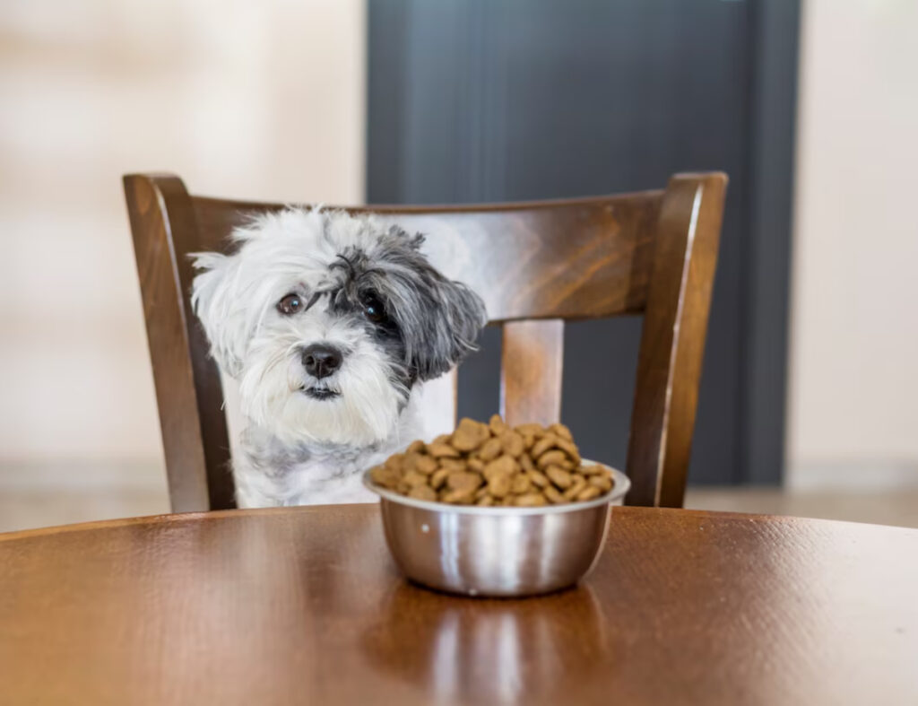 caprice chien