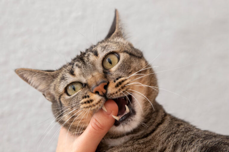 Mon chat machouille dans le vide Comprendre les causes et les solutions