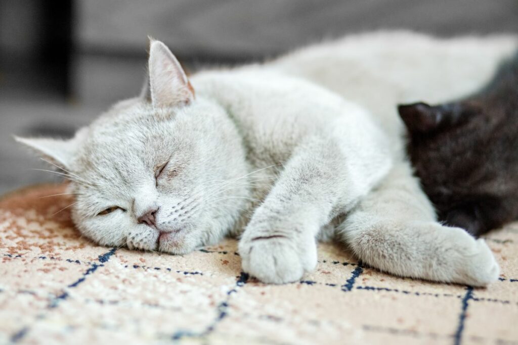 chat