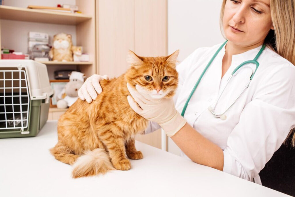 chat atteint coryza