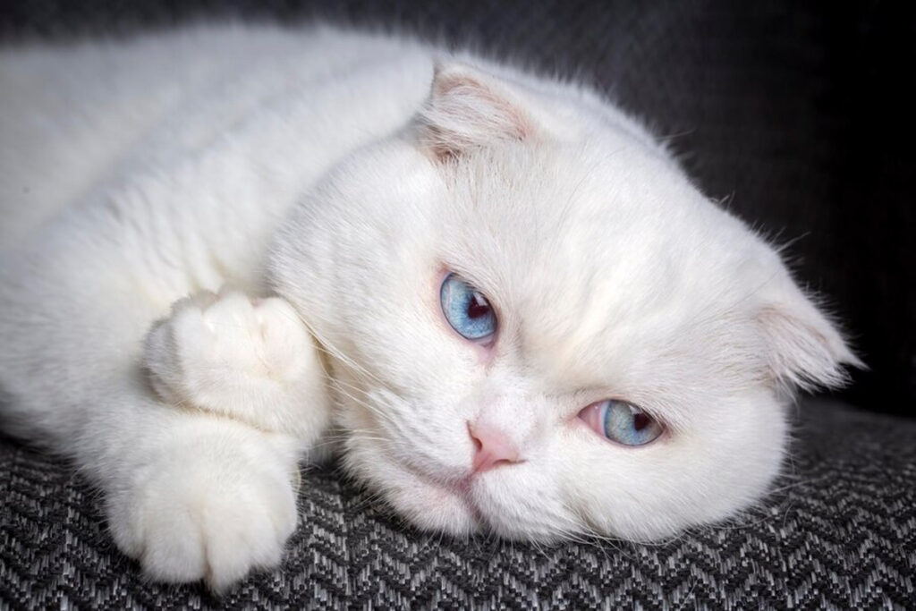 chat blanc