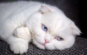 chat blanc