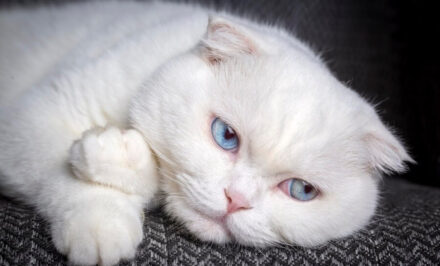 chat blanc