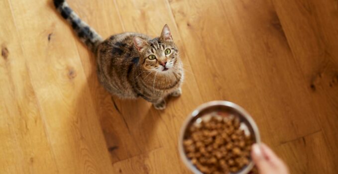 chat croquette