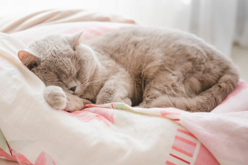 chat dormant