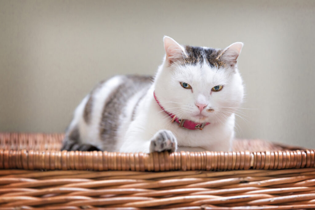 chat et oignon