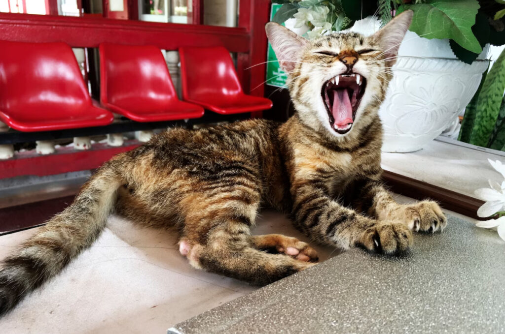 chat machouille